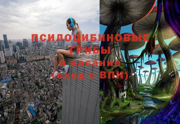 прущие грибы Покров